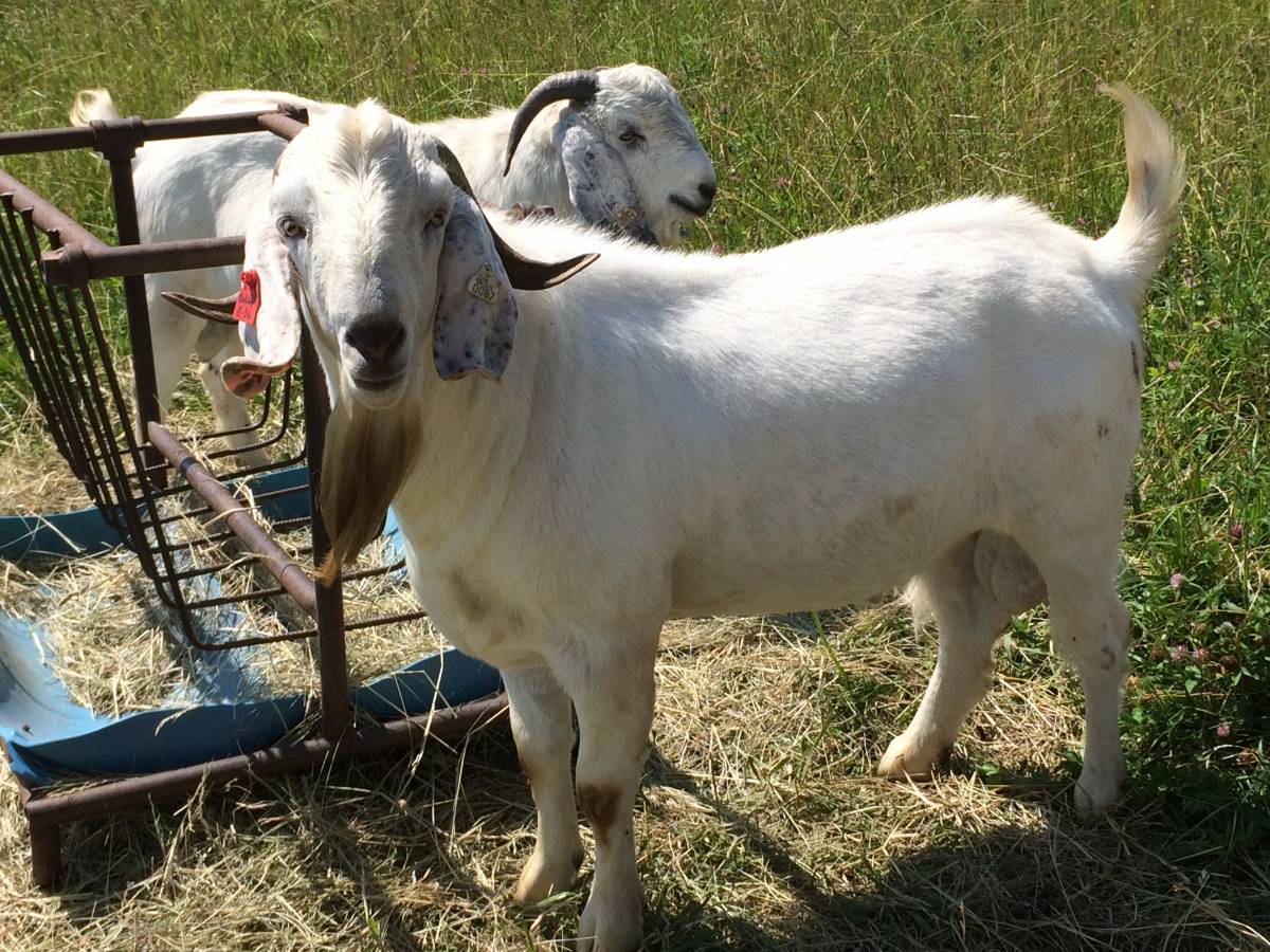 IMG_1855 – C&M Farm Savanna Goats