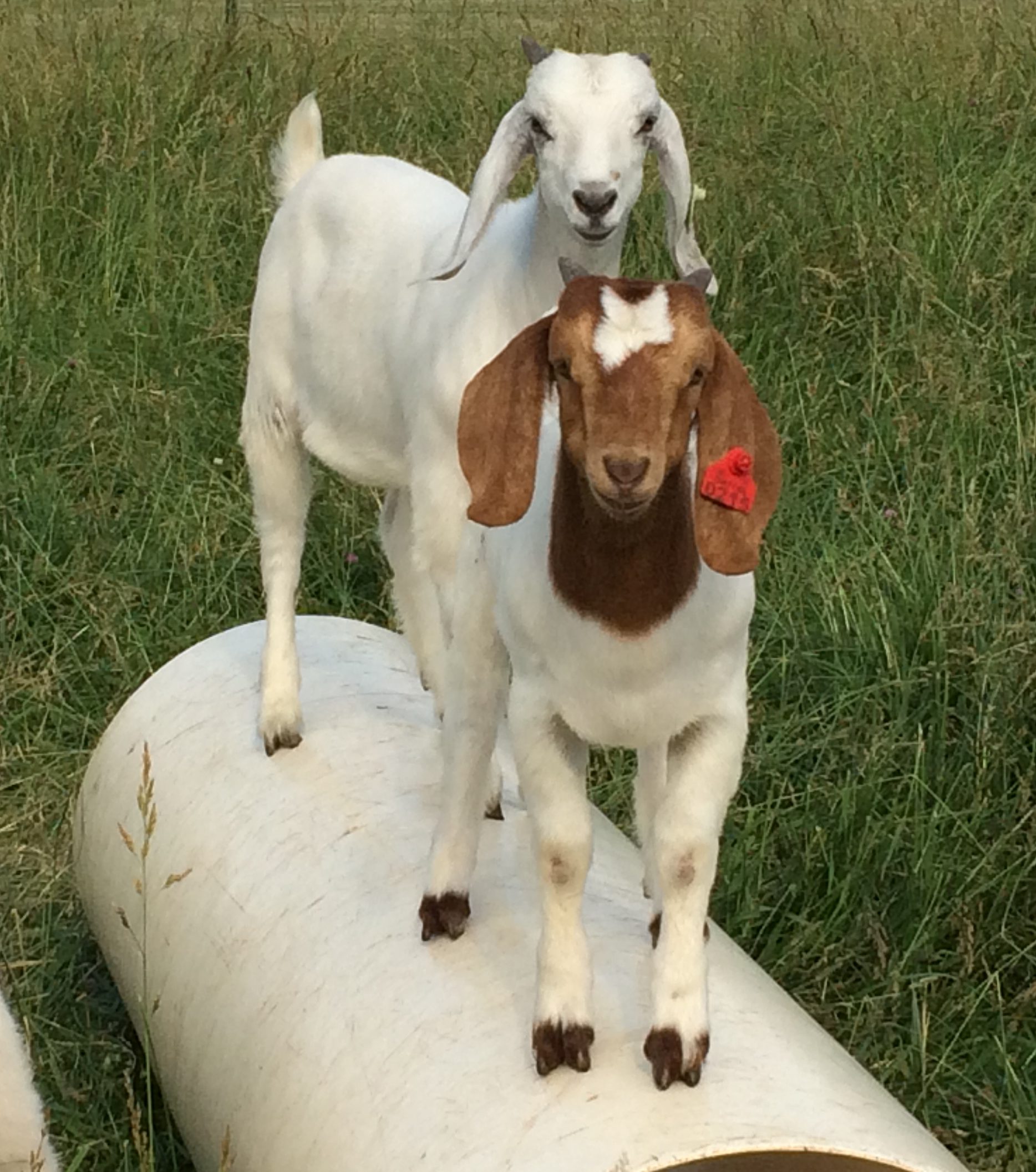 IMG_2957 C&M Farm Savanna Goats, LLC