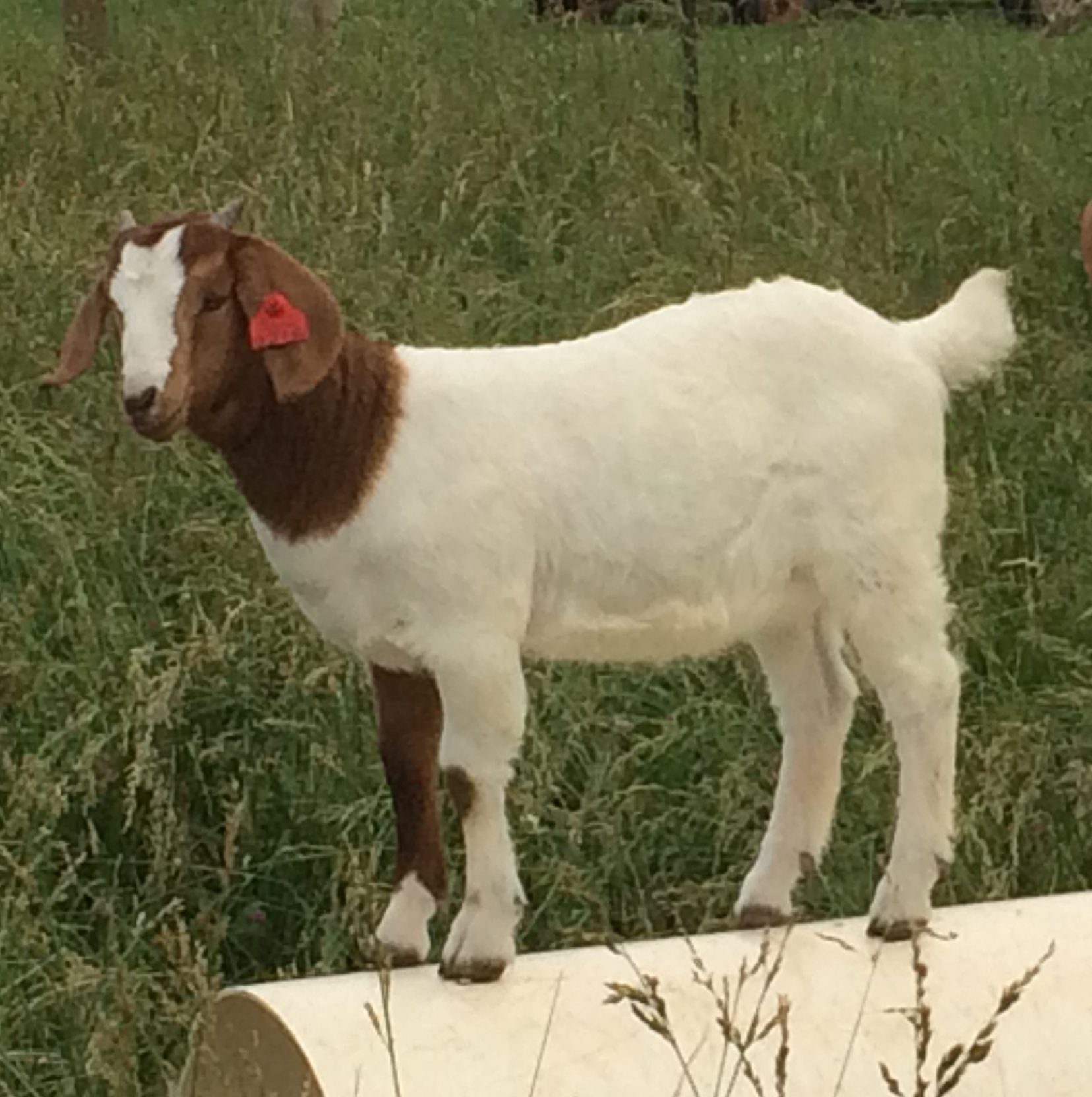 IMG_2986 – C&M Farm Savanna Goats, LLC