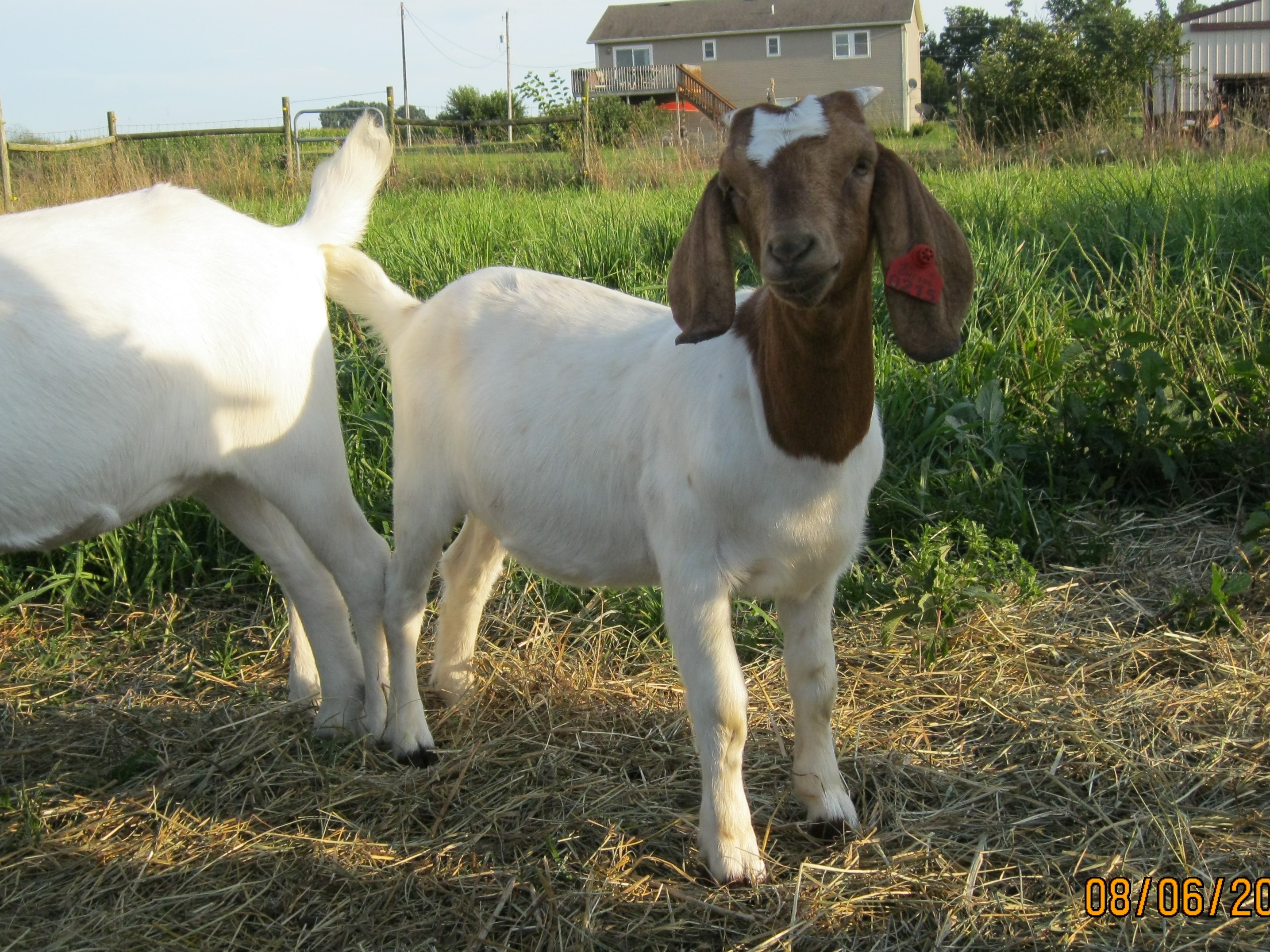 0215 front – C&M Farm Savanna Goats, LLC