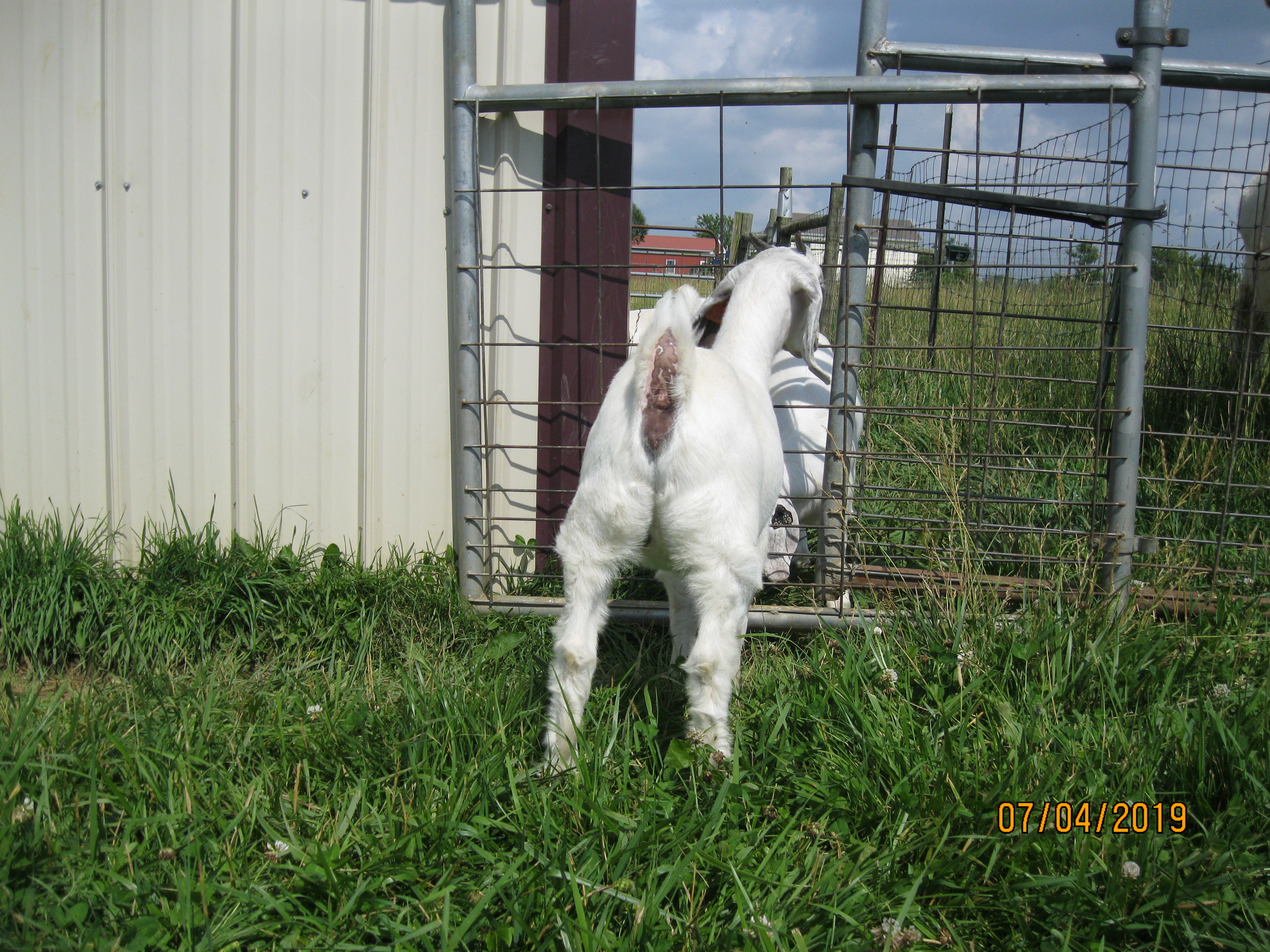 Purebred and Percentage Does for Sale – C&M Farm Savanna Goats